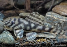 Peckoltia sp. L209 (female)