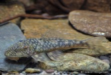 Lithoxancistrus orinoco L126 (male)