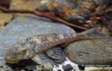 Lithoxancistrus orinoco L126 (female)