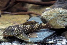 Hypancistrus sp. L297 (male)