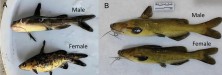 Figure 1. Comparison between Pseudobagrus vachellii populations. (A) Poor germplasm population and (B) mass-selected popu-<br />lation by our project team.