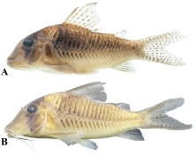 FIGURE 2. Two preserved specimens of Corydoras caramater, showing general color and morphological patterns in lateral view of (A) a paratype (LIA 8170, 38.1 mm SL), and (B) a non-type specimen from the rio Tapajós basin (CPUFMT 8149, 1, 49.9 mm SL). (CC-BY-4.0)