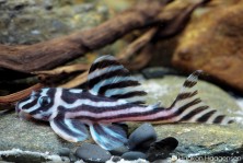 Hypancistrus zebra L46