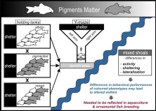 Graphical Abstract