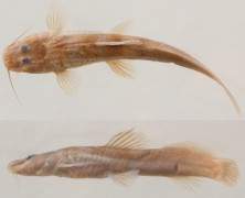 FIGURE 3: ‘Chasmocranus’ brachynema, EEBP 629, 74.9 mm SL, rio Mogi-Guaçu about 1 km downstream from Cachoeira de Emas. Schubart (1964) reported this specimen after the original description.