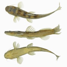 FIGURE 2: ‘Chasmocranus’ brachynema, NUP 22699, 93.0 mm SL, 23°40’42”S 53°15’47”W, córrego Piava, tributary to the rio das Antas, tributary to the rio Ivaí, upper rio Paraná basin at the municipality of Umuarama, State of Paraná, Brazil.