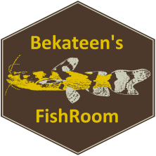 Bekateen logo.png