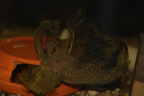 Very long fins