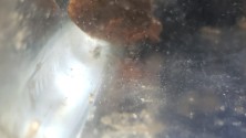 older fry and last week's eggs in hatching tank