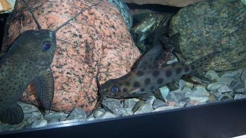 Syno longirostrus - question 3.JPG