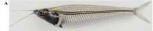 Figure 1  Overview of sequenced glass catfish A: Image of glass catfish. 