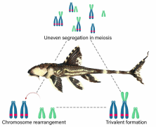 Graphical Abstract