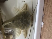 IMG_4437.jpeg