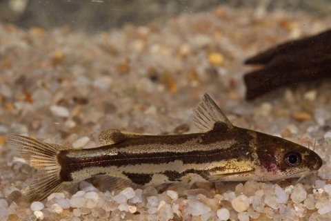 Tachysurus sp. (1).jpg