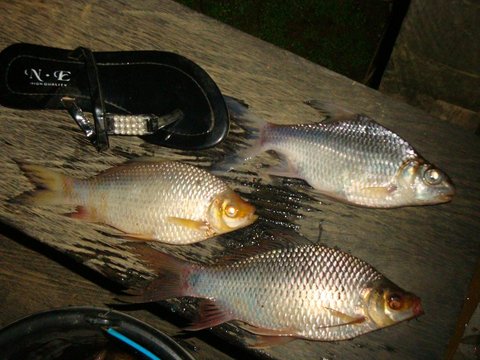 Pahat lempam puyau.jpg