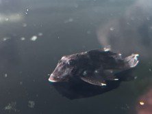 My fish