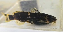 Microsynodontis sp(1) male 2025-02-02 retouched.png