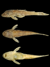 Parotocinclus cesarpintoi, Açude Poção spillway