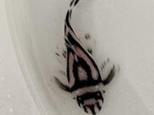 IMG_0288.jpeg