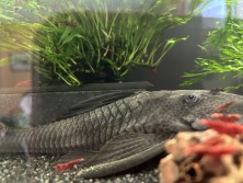 Pleco Photo