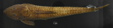 Loricariichthys_castaneus_ANSP_206701_1F_ D_PK_x.PNG