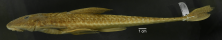 Loricariichthys_castaneus_ANSP_206701_1F_LL_PK_x.PNG