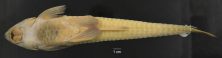 Loricariichthys_castaneus_ANSP_206701_1F_V_PK_x.PNG