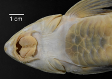 Loricariichthys_castaneus_ANSP_206701_1F_VH_PK_x.PNG