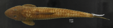 Loricariichthys_castaneus_ANSP_206701_2M_D_PK_x.PNG