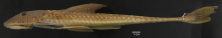 Loricariichthys_castaneus_ANSP_206701_2M_LL_PK_x.PNG