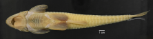 Loricariichthys_castaneus_ANSP_206701_2M_V_PK_x.PNG