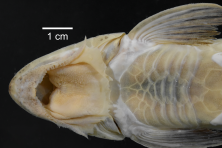 Loricariichthys_castaneus_ANSP_206701_2M_VH_PK_x.PNG