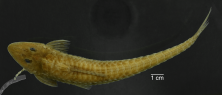 Loricariichthys_labialis_ANSP_181013_D_PK_x.PNG
