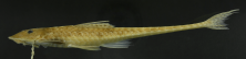 Loricariichthys_labialis_ANSP_181013_LL_PK_x.PNG