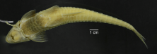 Loricariichthys_labialis_ANSP_181013_V_PK_x.PNG