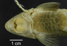Loricariichthys_labialis_ANSP_181013_VH_PK_x.PNG