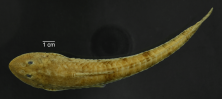 Loricariichthys_stuebelli_ANSP_181123_D_PK_x.PNG