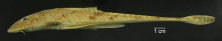 Loricariichthys_stuebelli_ANSP_181123_LL_PK_x.PNG