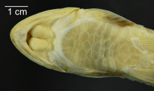 Loricariichthys_stuebelli_ANSP_181123_VH_PK_x.PNG