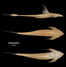 Loricaria_apeltogaster_BMNH_1895.5.17.105_L.jpg