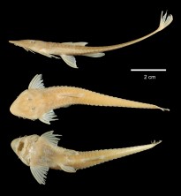 Loricaria_apeltogaster_IRSNB_546_H.jpg