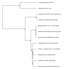 Fig. 3 Maximum Likelihood phylogeny of the Harttiini tribe inferred from complete mitochondrial genomes using RAxML-NG. Bootstrap support frequencies are indicated on nodes