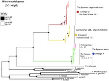 Fig. 2. Phylogenetic tree based on Bayesian inference showing the relationships among Tachysurus argentivittatus s.l. for the mitochondrial (concatenated CytB and COI) genes. Colour coding on branches indicates bootstrap values and posterior probabilities from maximum likelihood analysis and Bayesian analysis, respectively.