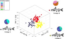 Fig. 6. Three-dimensional principal component analysis (PCA) of the morphometric characteristics of T. argentivittatus s.l. The pie charts represent the proportion of vertebrae number possessed by the corresponding lineages.