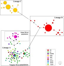 Fig. 3. Median-joining network of concatenated cytb and COI sequences. Different colours represent different localities, scaled according to their frequency in the entire sample. The locality abbreviations are consistent with the information presented in Table 1.