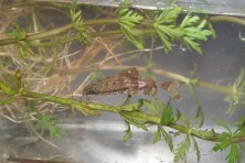 Plant collected with
