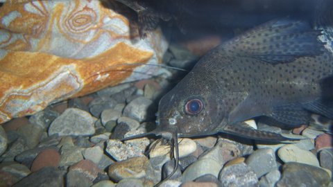 Synodontis euptera 1.JPG