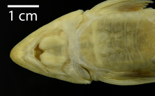 Loricariichthys_microdon_ANSP_177295_VH_PK.png