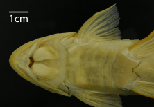 Loricariichthys_nudirostris_ANSP_188762_VH_PK.png