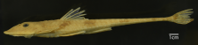 Loricariichthys_nudirostris_ANSP_188762_LL_PK.png